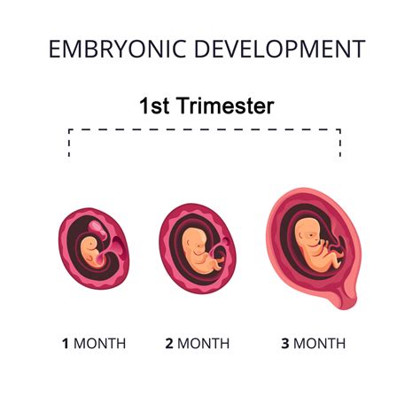 pregnant yor|woman during her first pregnancy.